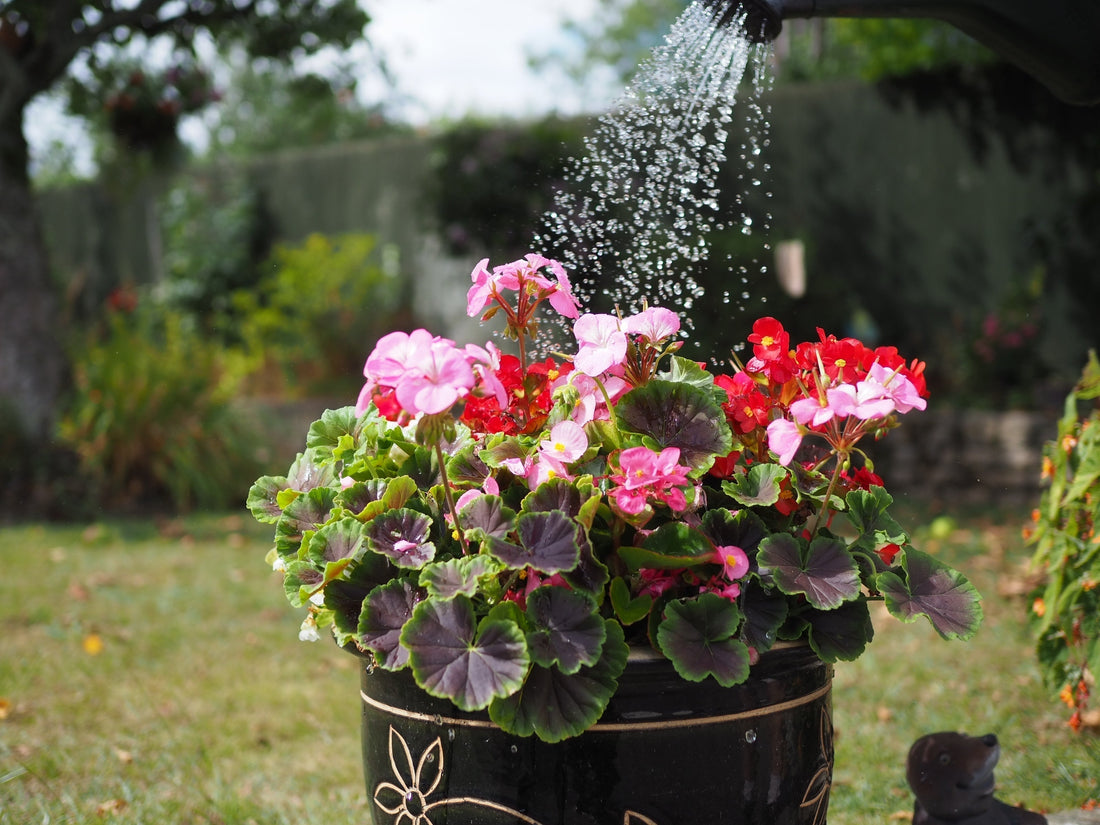 Gardening Tips for July: Harvesting, Pruning & Weeding