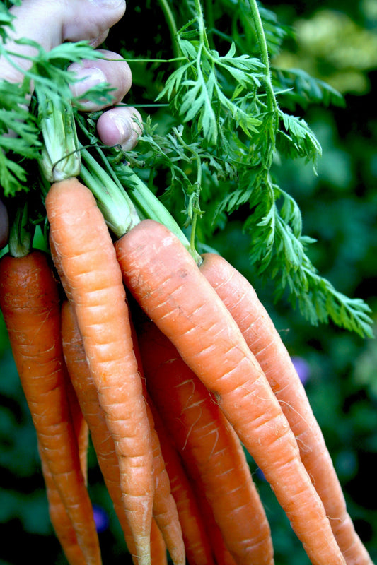 Gardening Tips for June: Longer, Brighter Days
