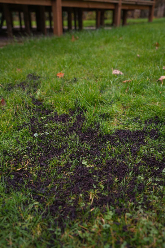 Gardening Tips for August: A Month of Transition and Preparation for Autumn