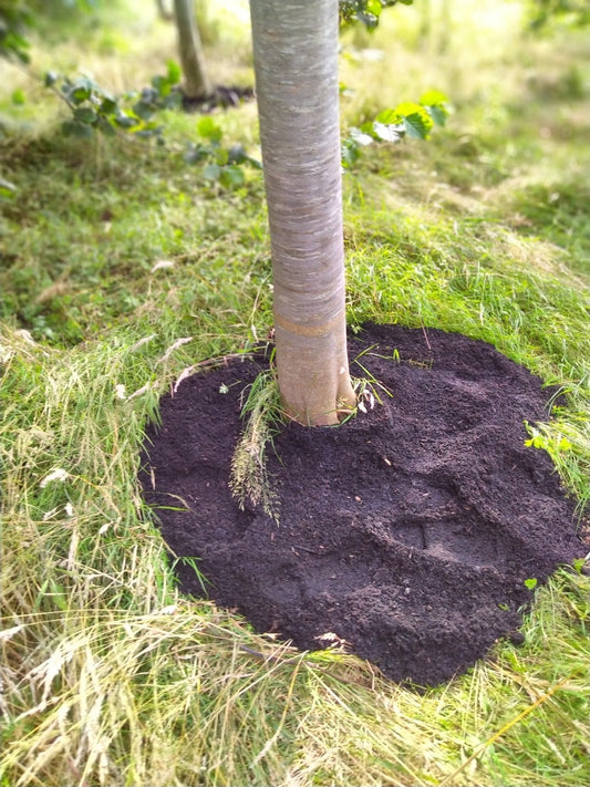 Gardening Tips for February: How to Use Biochar to Prepare Your Garden for Spring