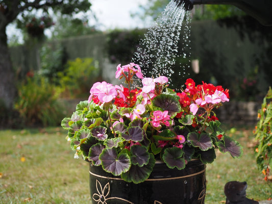 Gardening Tips for July: Harvesting, Pruning & Weeding