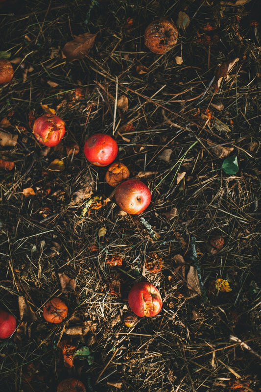 Gardening Tips for September: Save Your Seeds & Prepare Your Soil