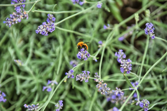 Gardening Tips for May: Returning Colour to Your Garden