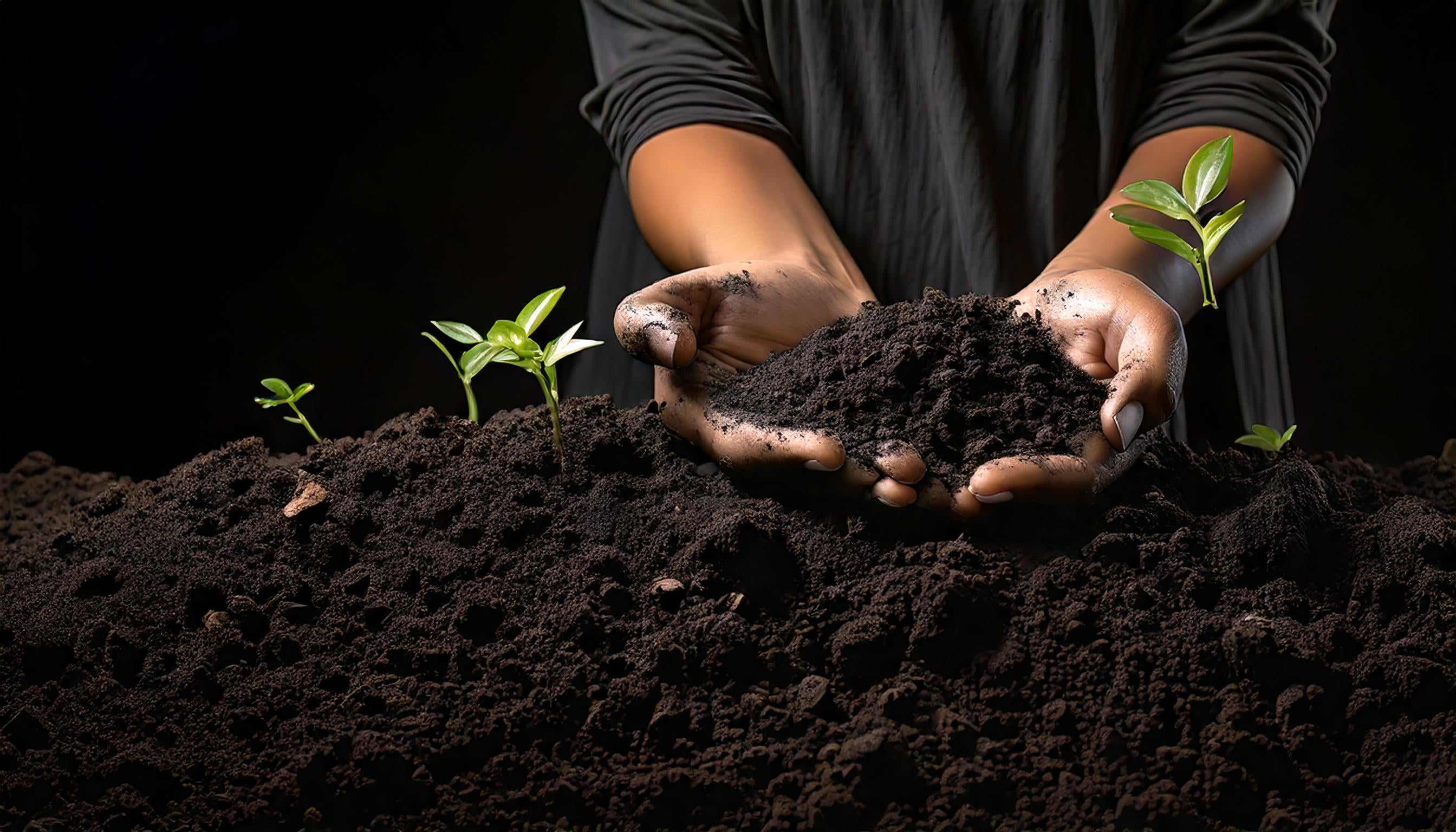 Biochar in the UK - two hands open, with a biochar and compost mix being used to grow seedlings.