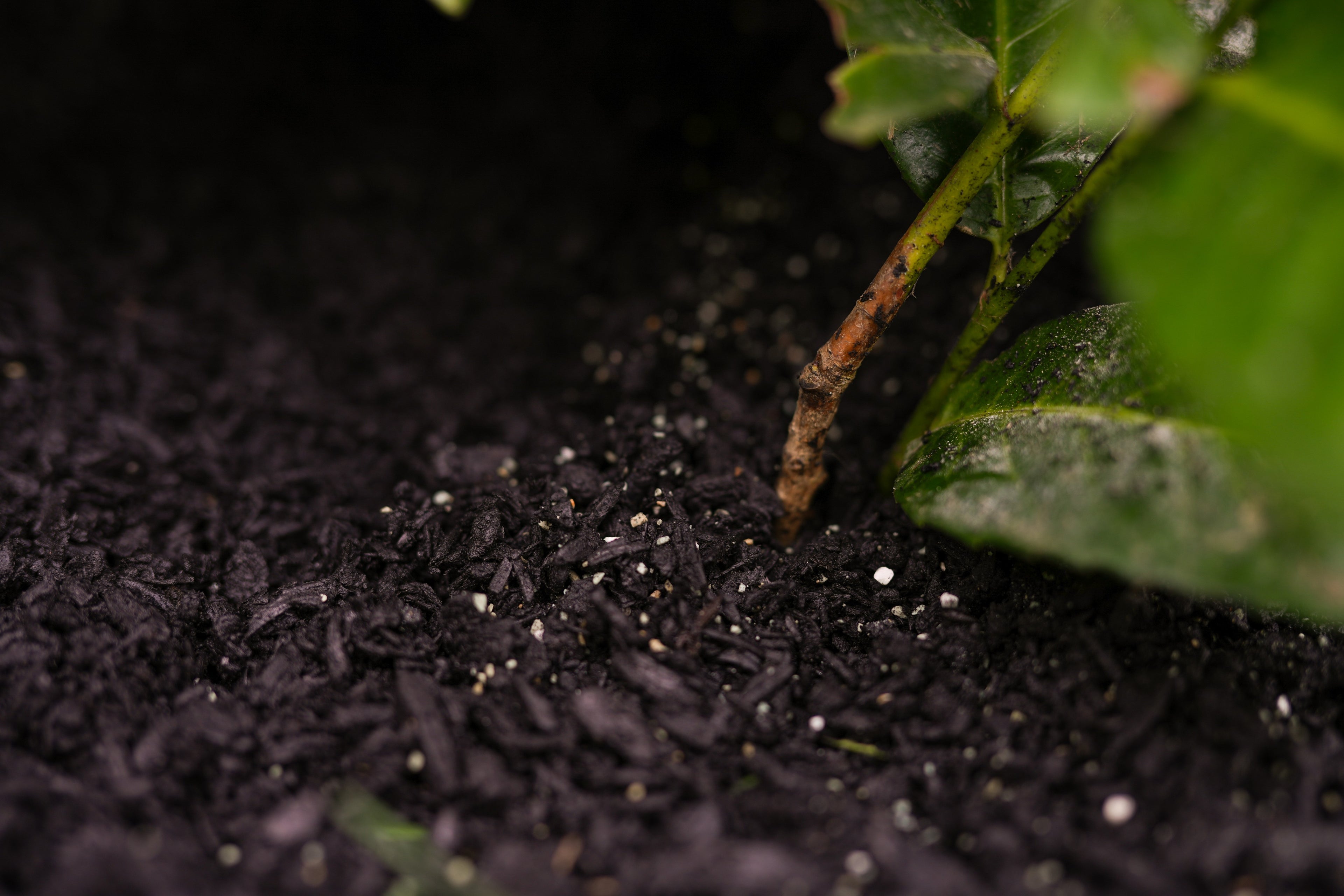 A close up of biochar being used to aide the growth of a new plant