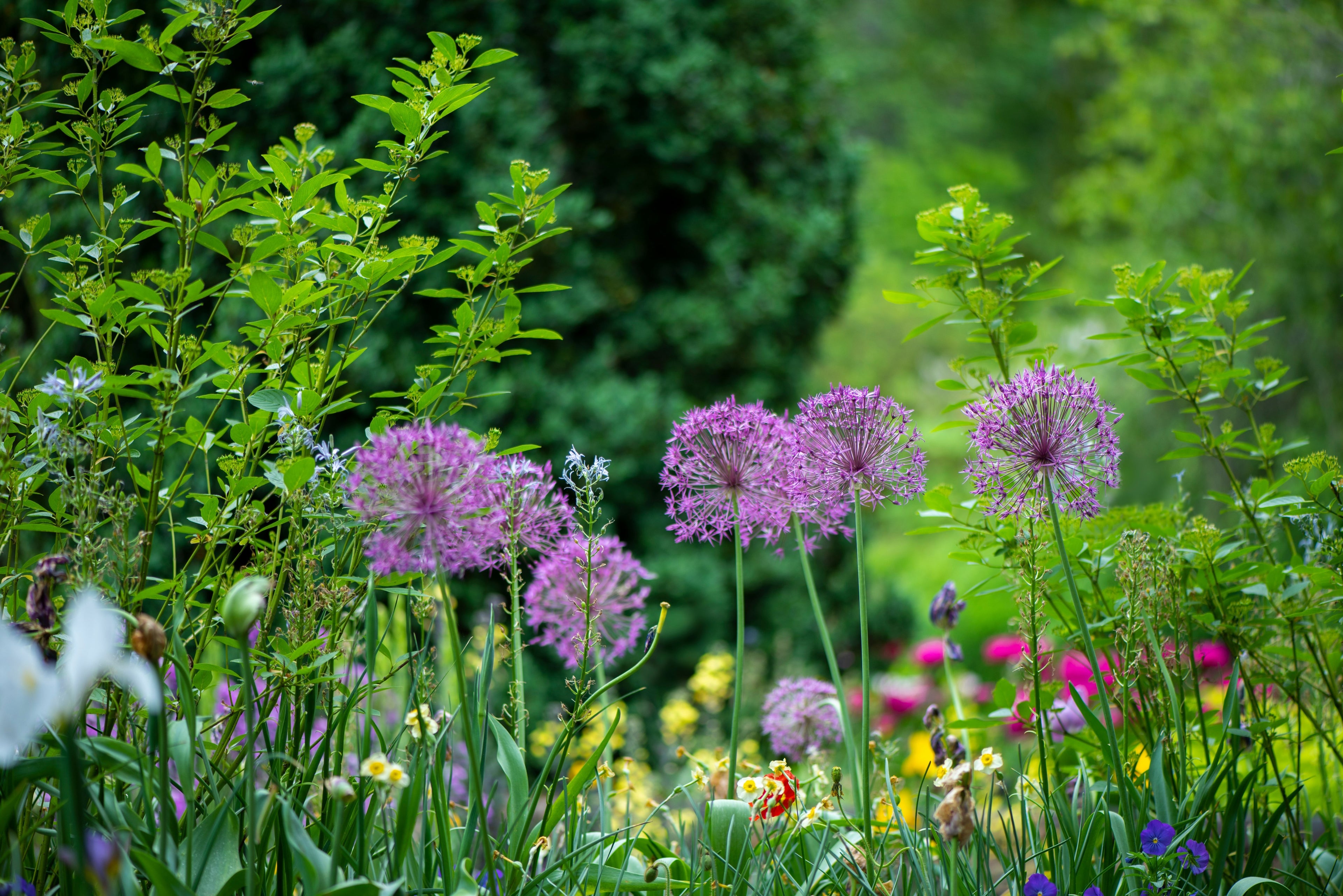 multicoloured flowers in a garden