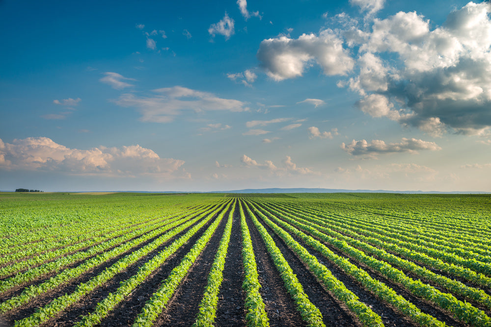 A field with rows of green crops growing. A blue sky and white clouds are above the field.